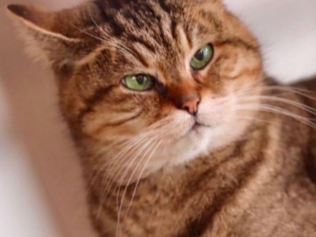 Potret Gli, Kucing yang Tinggal di Hagia Sophia selama 16 Tahun