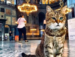 Erdogan Izinkan Gli, Kucing Populer Hagia Sophia Tinggal di Masjid