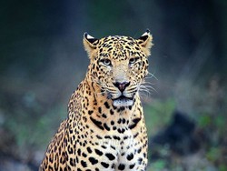 Melihat Dua Macan Tutul Persia Dilepasliarkan di Cagar Alam Rusia