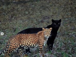 Epiknya Black Panther yang Menjadi Bayang-bayang Macan Tutul Epiknya Black Panther yang Menjadi Bayang-bayang Macan Tutul