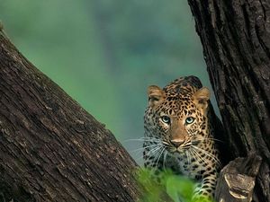 Detik-detik Macan Tutul Si Abah Dilepasliarkan ke Gunung Sawal