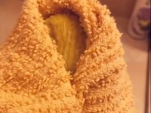 Gabut! Netizen Ini Rawat Biji Mangga Hingga Jadi Cantik Gabut! Netizen Ini Rawat Biji Mangga Hingga Jadi Cantik
