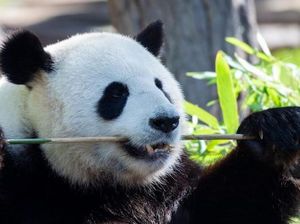 Kebun Binatang AS Sambut Kelahiran Bayi Panda Raksasa Kebun Binatang AS Sambut Kelahiran Bayi Panda Raksasa
