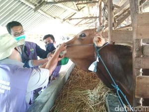Pemkot Cirebon Imbau Warga Beli Hewan Kurban Berlabel Sehat