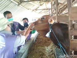 Pemkot Cirebon Imbau Warga Beli Hewan Kurban Berlabel Sehat