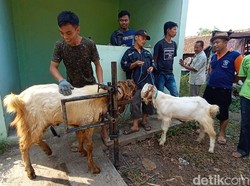 Biar Ganteng! Kambing di Kudus Bisa Perawatan Kuku dan Tanduk Ala Salon