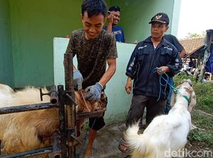 Jelang Idul Adha, Kambing di Kudus Perawatan ala Salon