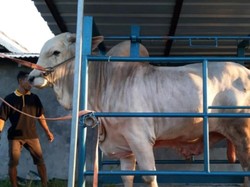 Ini Jenis Sapi Jokowi yang Akan Dikurbankan di Surabaya