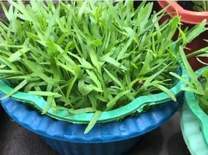 Modal Baskom Bisa Panen Kangkung Setiap Hari di Rumah Modal Baskom Bisa Panen Kangkung Setiap Hari di Rumah