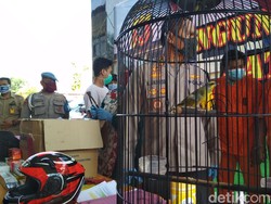 Terhimpit Ekonomi, Buruh Tani di Cirebon Curi 2 Ekor Kenari