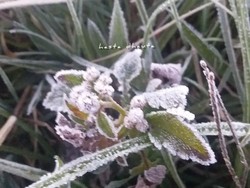 Brrr... Dieng Kembali Beku, Suhu Minus 3 Derajat Pagi Ini