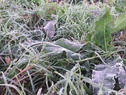 Embun Es Muncul Jelang Pembukaan Wisata Dieng