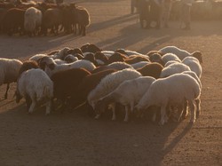 Kisah Nabi Ibrahim dan Ismail Lengkap Tentang Perayaan Idul Adha