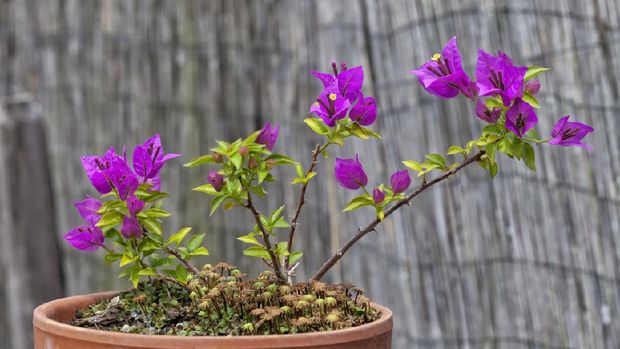 Bougainvillea