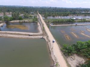 KKP Akan Bangun Model Klaster Tambak Udang Nasional di Aceh Timur