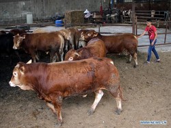 Ketentuan Patungan Hewan Kurban di Idul Adha