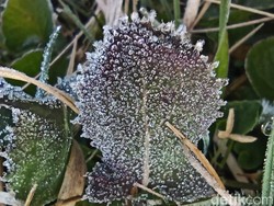 Video Fenomena Embun Es Terjadi di Dataran Tinggi Dieng