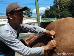 Pedagang Hewan Kurban di Kendari Keluhkan Penjualan Turun