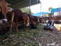 Jenis Cacat yang Bikin Hewan Kurban Tak Sah Disembelih