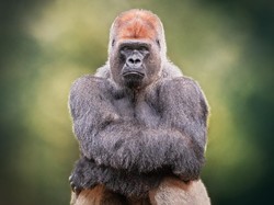 Ini 5 Negara yang Masih Konsumsi Hewan Langka Terancam Punah