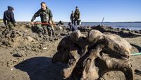 Lihat Yuk Penggalian Kerangka Mammoth