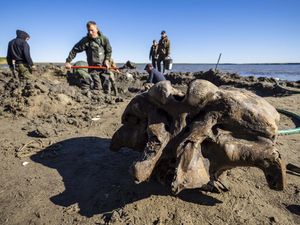 Lihat Yuk Penggalian Kerangka Mammoth Lihat Yuk Penggalian Kerangka Mammoth