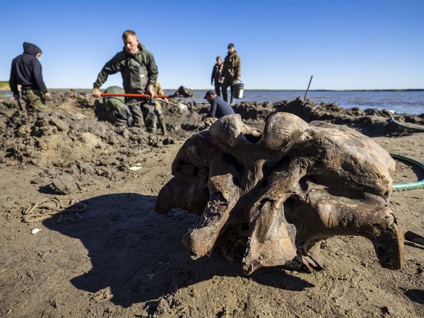 Lihat Yuk Penggalian Kerangka Mammoth