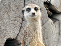 6 Fakta Meerkat, Hewan Lucu Inspirasi Timon dalam Film The Lion King