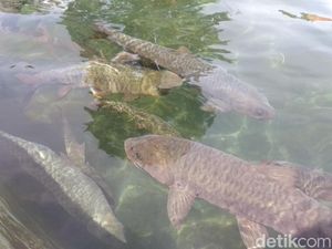 Ada Ikan Purbakala dan Sumur Keramat di Objek Wisata Cibulan Ada Ikan Purbakala dan Sumur Keramat di Objek Wisata Cibulan