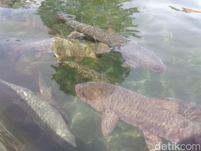 Potret Ikan Dewa di Objek Wisata Cibulan