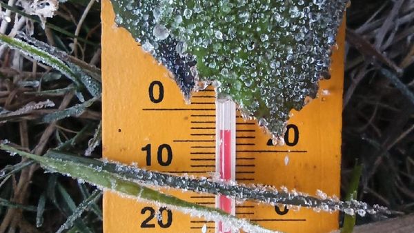 Potret Dataran Tinggi Dieng Berselimut Embun Es