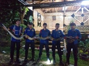 Tegang! Detik-detik Ular Sanca 5 Meter Ditangkap dan Sempat Melawan