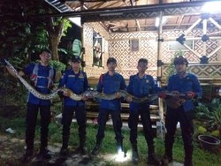 Tegang! Detik-detik Ular Sanca 5 Meter Ditangkap dan Sempat Melawan