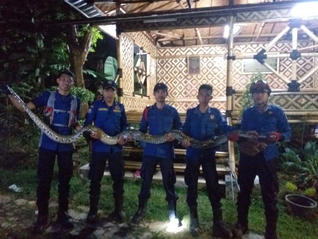 Tegang! Detik-detik Ular Sanca 5 Meter Ditangkap dan Sempat Melawan Tegang! Detik-detik Ular Sanca 5 Meter Ditangkap dan Sempat Melawan