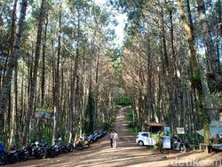 Menikmati Udara Sejuk di Hutan Pinus Giri Wening Lembang