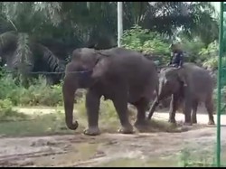 Stres Terpisah dari Kelompok, Gajah Betina di Riau Dievakuasi BBKSDA