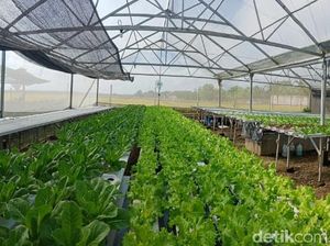 Rektor IPB Sebut Pertanian Penyelamat Ekonomi di Tengah Pandemi