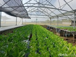 Rektor IPB Sebut Pertanian Penyelamat Ekonomi di Tengah Pandemi