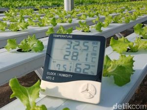 Bupati Anas Dorong Warga Bikin Kebun Hidroponik di Pekarangan Rumah