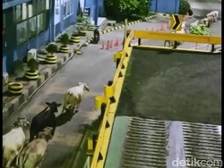 Pintu Truk Terbuka, Gerombolan Sapi Lepas di Pelabuhan Merak