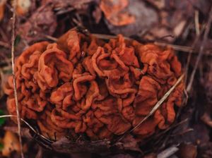 Meski Beracun Jamur Morel Tetap Jadi Makanan Populer di Finlandia