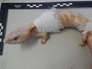 Kadal Australia Hendak Diselundupkan ke China dalam Penanak Nasi