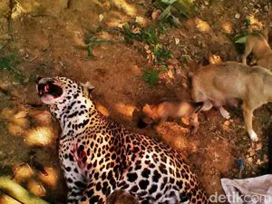 Tragis! Macan Tutul Penghuni Pegunungan Sanggabuana Ditembak Mati Pemburu