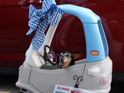 Gemasnya Anjing yang Punya SIM Ini