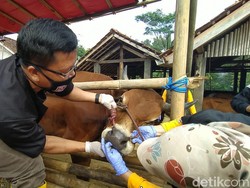 Petugas Temukan 902 Sapi dan Domba di Ciamis Tak Layak Kurban