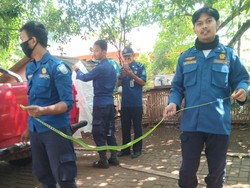 Hiii!! Ular Pucuk Ukuran 2 Meter Ngumpet di Saluran Rumah Warga Depok