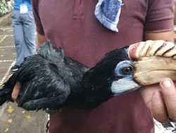 91 Satwa Langka Indonesia Dipulangkan dari Filipina