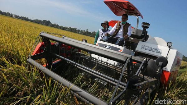 Buwas Pimpin Panen Raya di Pandeglang Banten