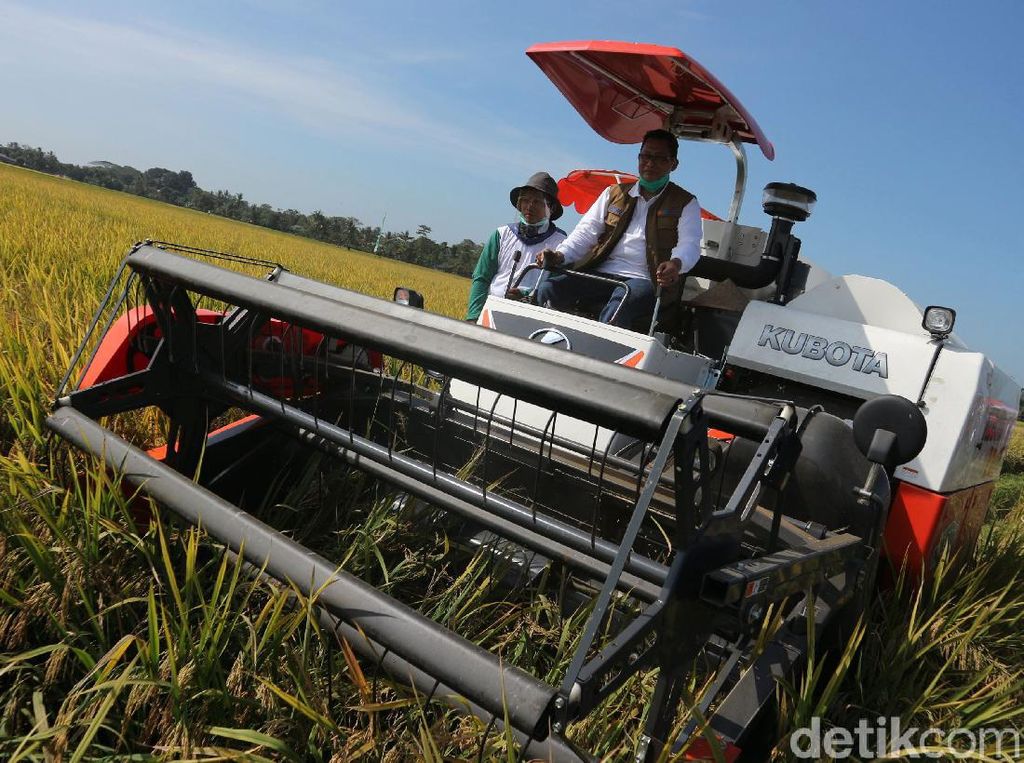 Buwas Pimpin Panen Raya di Pandeglang Banten Buwas Pimpin Panen Raya di Pandeglang Banten