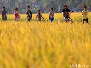 Indonesia Pernah Punya 7.000 Jenis Padi, Sebagian Kini Punah